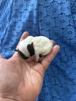 processed/a366d4be-0535-42c1-8fdd-0e391656d06a/listing/8916f4ea-e670-4ad2-a47d-f84e994e81b6/17644361-e4c6-457b-9ddc-19fb4ef03a70