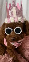 KOREAN BLOODLINE , a male Poodle - Toy  for sale in Spring Hill, FL – 3 of 3