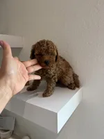 KOREAN BLOODLINE EMBARK CLEAR , a male Poodle - Toy  for sale in Spring Hill, FL – 2 of 3
