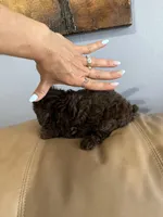 LEO AKC, a female Poodle - Toy  for sale in Spring Hill, FL – 3 of 4