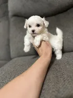 Korean bloodline, a female Maltese for sale in Spring Hill, FL – Photo 1 of 7