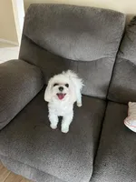 Korean bloodline, a female Maltese for sale in Spring Hill, FL – Photo 4 of 7