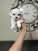 Korean bloodline, a female Maltese for sale in Spring Hill, FL – Photo 6 of 7