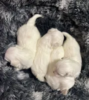 Korean bloodline, a female Maltese for sale in Spring Hill, FL – Photo 2 of 7