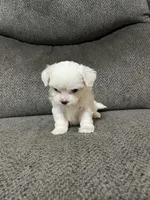 Korean bloodline, a female Maltese for sale in Spring Hill, FL – Photo 5 of 7