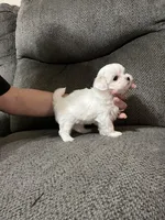 Korean bloodline, a female Maltese for sale in Spring Hill, FL – Photo 7 of 7