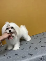 Korean bloodline, a female Maltese for sale in Spring Hill, FL – Photo 3 of 7