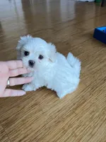 AKC KOREAN/RUSIAN, a male Maltese for sale in Spring Hill, FL – Photo 4 of 9