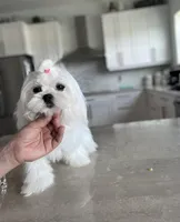 AKC KOREAN/RUSIAN, a male Maltese for sale in Spring Hill, FL – Photo 5 of 9