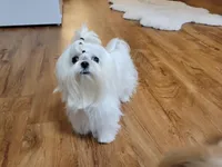 AKC KOREAN/RUSIAN, a male Maltese for sale in Spring Hill, FL – Photo 6 of 9