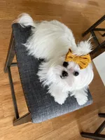 AKC KOREAN/RUSIAN, a male Maltese for sale in Spring Hill, FL – Photo 9 of 9