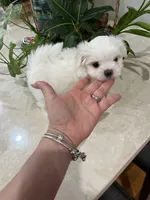 AKC KOREAN/RUSIAN, a male Maltese for sale in Spring Hill, FL – Photo 2 of 9