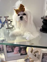 AKC KOREAN/RUSIAN, a male Maltese for sale in Spring Hill, FL – Photo 7 of 9