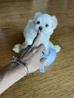 AKC KOREAN/RUSIAN, a male Maltese for sale in Spring Hill, FL – Photo 3 of 9