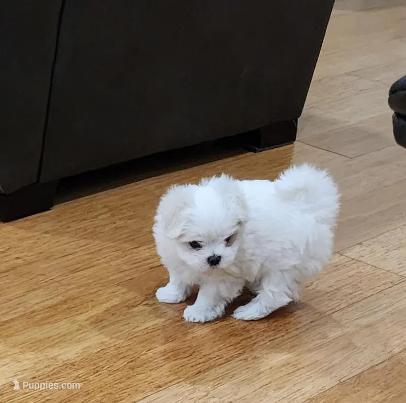 AKC KOREAN/RUSIAN, a male Maltese for sale in Spring Hill, FL – Photo 1 of 9