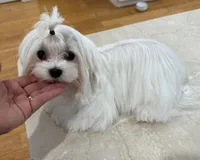 Sophia korean bloodline, a female Maltese for sale in Spring Hill, FL – Photo 1 of 3