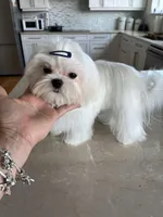 Sophia korean bloodline, a female Maltese for sale in Spring Hill, FL – Photo 3 of 3