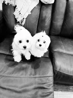 Sophia korean bloodline, a female Maltese for sale in Spring Hill, FL – Photo 2 of 3