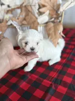 AKC KOREAN BLOODLINE LILO, a male Maltese for sale in Spring Hill, FL – Photo 2 of 3