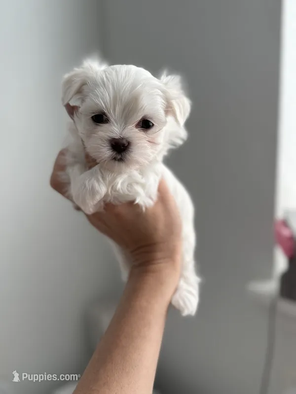 AKC KOREAN BLOODLINE LILO