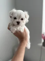 AKC KOREAN BLOODLINE LILO, a male Maltese for sale in Spring Hill, FL – Photo 1 of 3