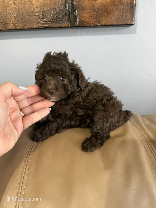 LEO AKC – Poodle - Toy  puppy for sale in Spring Hill, FL