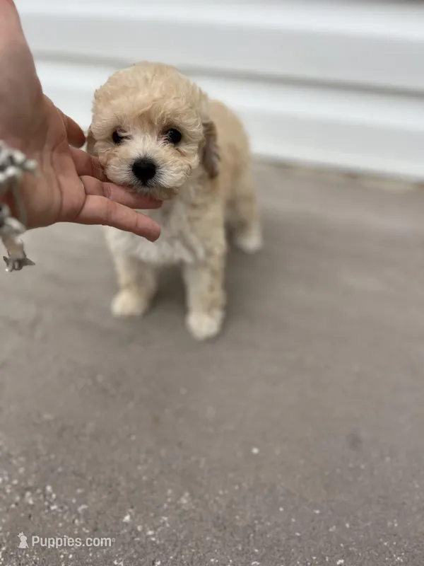 NELI AKC TEDDY BEAR FACE