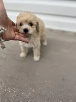 NELI AKC TEDDY BEAR FACE, a female Poodle - Toy  for sale in Spring Hill, FL – Photo 1 of 5
