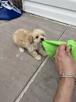NELI AKC TEDDY BEAR FACE, a female Poodle - Toy  for sale in Spring Hill, FL – Photo 3 of 5