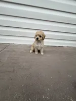 NELI AKC TEDDY BEAR FACE, a female Poodle - Toy  for sale in Spring Hill, FL – Photo 4 of 5