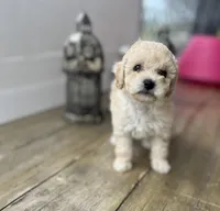 NELI AKC TEDDY BEAR FACE, a female Poodle - Toy  for sale in Spring Hill, FL – Photo 2 of 5