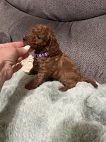 TINY RED AND BEAUTIFUL, a female Miniature Goldendoodle for sale in Spring Hill, FL – Photo 7 of 8