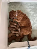 TINY RED AND BEAUTIFUL, a female Miniature Goldendoodle for sale in Spring Hill, FL – Photo 6 of 8