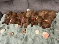 TINY RED AND BEAUTIFUL, a female Miniature Goldendoodle for sale in Spring Hill, FL – Photo 4 of 8