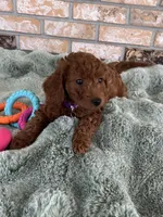 TINY RED AND BEAUTIFUL, a female Miniature Goldendoodle for sale in Spring Hill, FL – Photo 1 of 8
