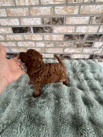 TINY RED AND BEAUTIFUL, a female Miniature Goldendoodle for sale in Spring Hill, FL – Photo 2 of 8