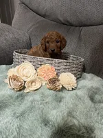 TINY RED AND BEAUTIFUL, a female Miniature Goldendoodle for sale in Spring Hill, FL – Photo 5 of 8