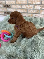 TINY RED AND BEAUTIFUL, a female Miniature Goldendoodle for sale in Spring Hill, FL – Photo 3 of 8
