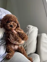 Deep red AKC Korean, a male Poodle - Toy  for sale in Spring Hill, FL – Photo 1 of 3