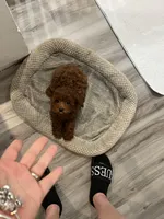 Deep red AKC Korean, a male Poodle - Toy  for sale in Spring Hill, FL – Photo 2 of 3