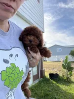 Deep red AKC Korean, a male Poodle - Toy  for sale in Spring Hill, FL – Photo 3 of 3