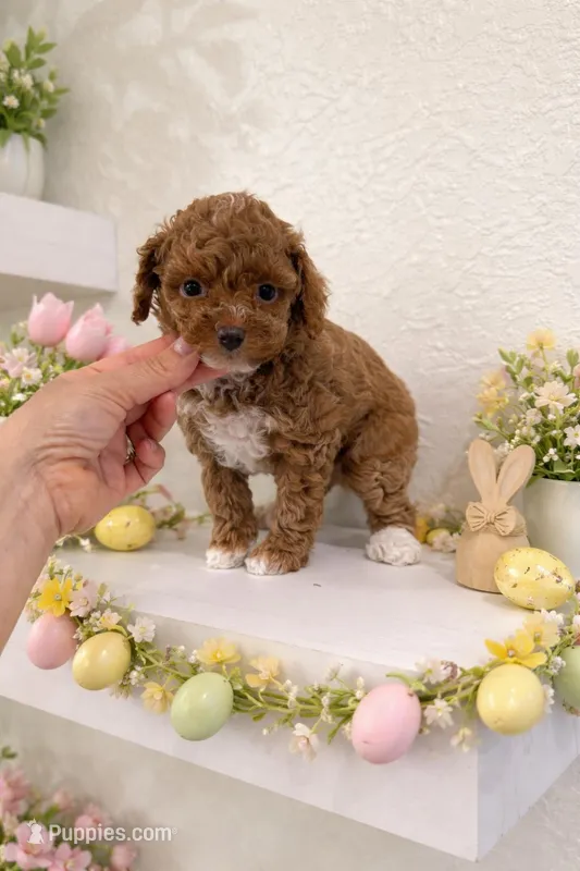 AKC Tuxedo  – Poodle - Toy  puppy on hold in Spring Hill, FL