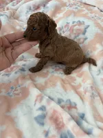 KOREAN BLOODLINE , a male Poodle - Toy  for sale in Spring Hill, FL – 1 of 3