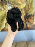 ALEX AKC, a male Poodle - Toy  for sale in Spring Hill, FL – 2 of 4