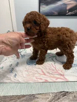 AKC Leandro, a male Poodle - Toy  for sale in Spring Hill, FL – 2 of 4