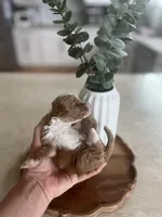 AKC ANDY SOLD, a male Poodle - Toy  for sale in Spring Hill, FL – Photo 3 of 4