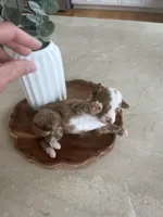 AKC ANDY SOLD, a male Poodle - Toy  for sale in Spring Hill, FL – Photo 4 of 4