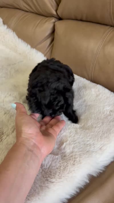 ALEX AKC, a male Poodle - Toy  for sale in Spring Hill, FL – 4 of 4
