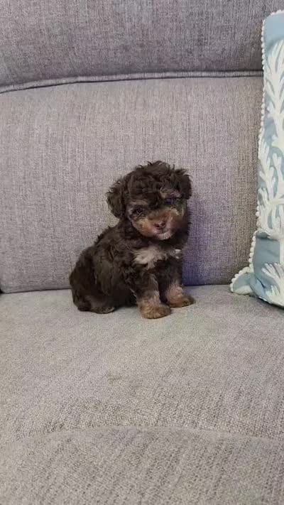 Tiny Lucy, a female Poodle - Toy  for sale in Spring Hill, FL – 3 of 3
