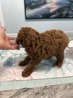 AKC Leandro, a male Poodle - Toy  for sale in Spring Hill, FL – 3 of 4